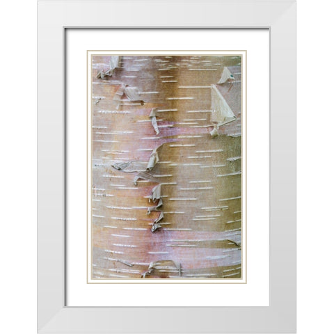 Birch Bark White Modern Wood Framed Art Print with Double Matting by Mahan, Kathy