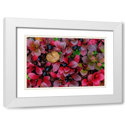 Alpine Bearberry I White Modern Wood Framed Art Print with Double Matting by Mahan, Kathy