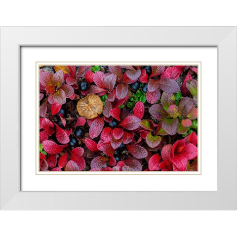 Alpine Bearberry I White Modern Wood Framed Art Print with Double Matting by Mahan, Kathy