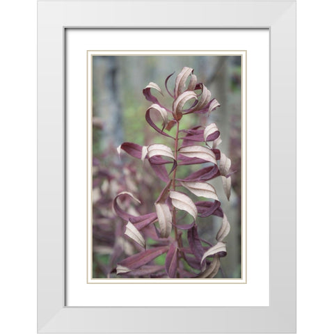 Fireweed in Fall I White Modern Wood Framed Art Print with Double Matting by Mahan, Kathy
