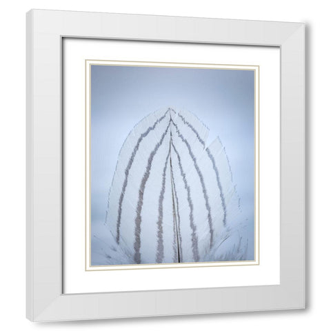 Feather Study II White Modern Wood Framed Art Print with Double Matting by Mahan, Kathy