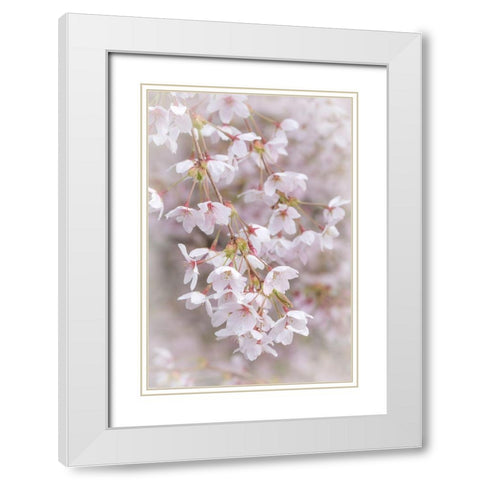 Soft Cherry Blossoms II White Modern Wood Framed Art Print with Double Matting by Mahan, Kathy