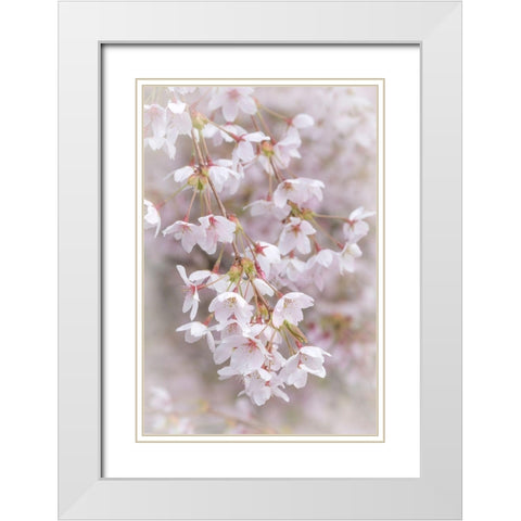 Soft Cherry Blossoms II White Modern Wood Framed Art Print with Double Matting by Mahan, Kathy