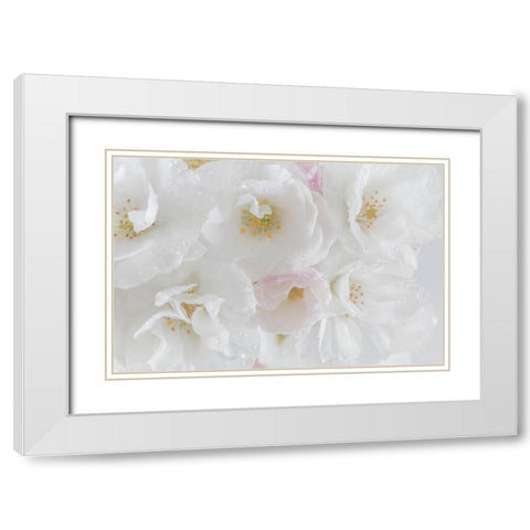 White Cherry Blossoms I White Modern Wood Framed Art Print with Double Matting by Mahan, Kathy