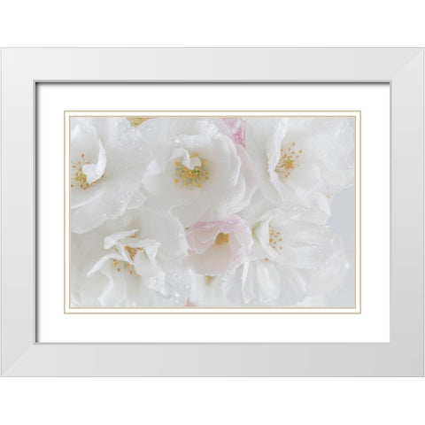 White Cherry Blossoms I White Modern Wood Framed Art Print with Double Matting by Mahan, Kathy