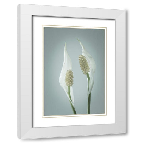 Peace Lily II White Modern Wood Framed Art Print with Double Matting by Mahan, Kathy