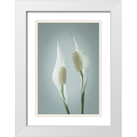 Peace Lily II White Modern Wood Framed Art Print with Double Matting by Mahan, Kathy