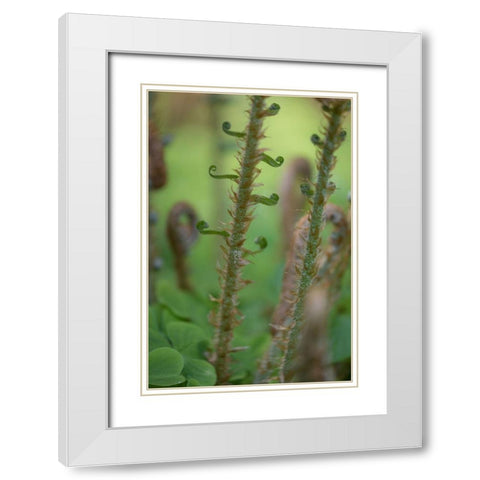 Sword Fern I White Modern Wood Framed Art Print with Double Matting by Mahan, Kathy