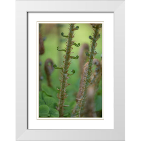 Sword Fern I White Modern Wood Framed Art Print with Double Matting by Mahan, Kathy