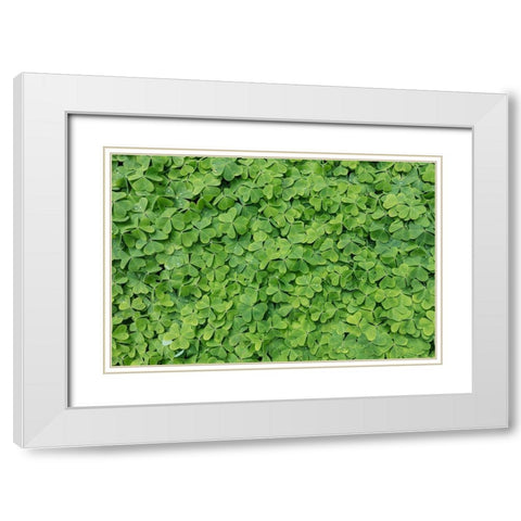 Dew Covered Oxalis White Modern Wood Framed Art Print with Double Matting by Mahan, Kathy