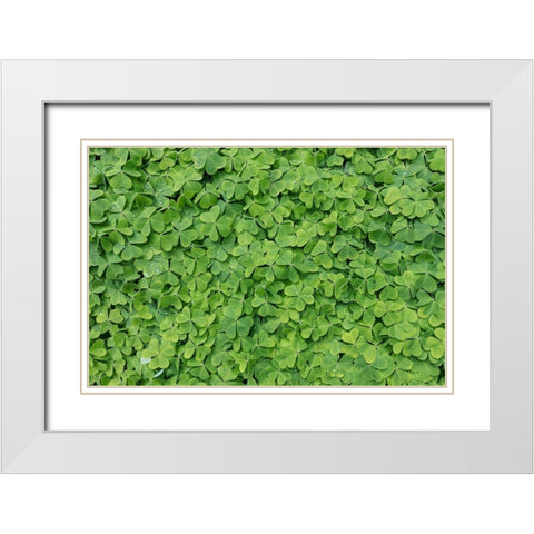 Dew Covered Oxalis White Modern Wood Framed Art Print with Double Matting by Mahan, Kathy