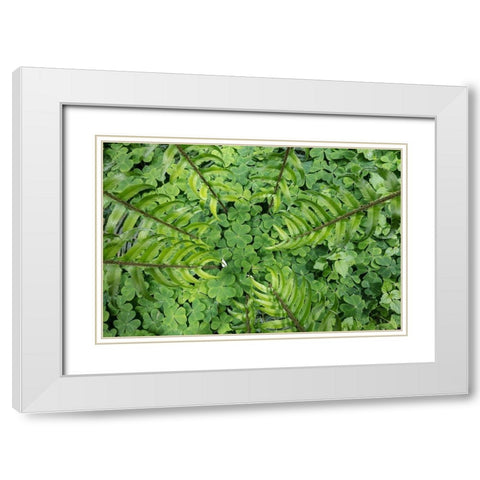 Sword Fern and Oxalis White Modern Wood Framed Art Print with Double Matting by Mahan, Kathy