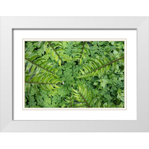 Sword Fern and Oxalis White Modern Wood Framed Art Print with Double Matting by Mahan, Kathy