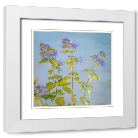 Caryopteris I White Modern Wood Framed Art Print with Double Matting by Mahan, Kathy