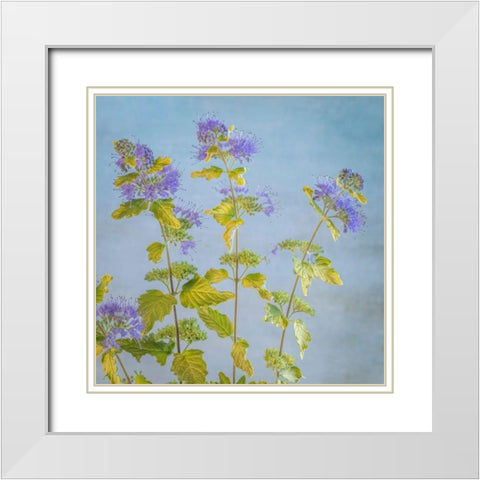 Caryopteris I White Modern Wood Framed Art Print with Double Matting by Mahan, Kathy