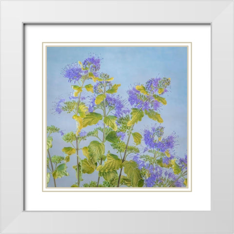 Caryopteris II White Modern Wood Framed Art Print with Double Matting by Mahan, Kathy