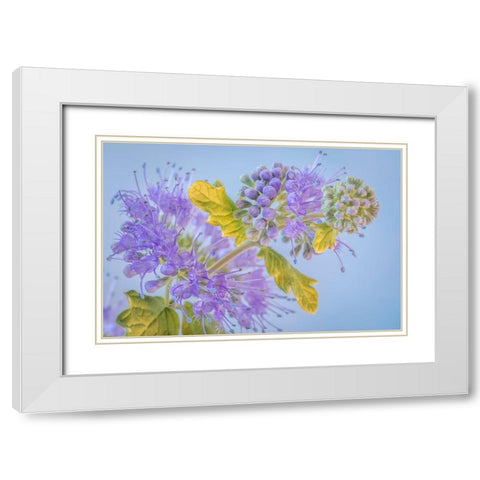 Caryopteris III White Modern Wood Framed Art Print with Double Matting by Mahan, Kathy