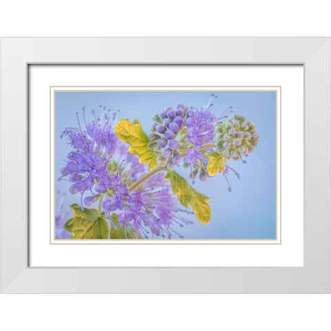 Caryopteris III White Modern Wood Framed Art Print with Double Matting by Mahan, Kathy