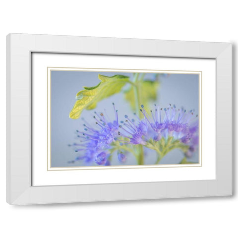 Caryopteris IV White Modern Wood Framed Art Print with Double Matting by Mahan, Kathy