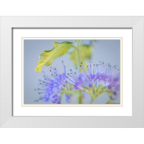 Caryopteris IV White Modern Wood Framed Art Print with Double Matting by Mahan, Kathy