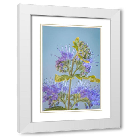 Caryopteris V White Modern Wood Framed Art Print with Double Matting by Mahan, Kathy