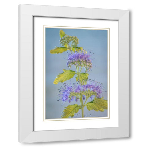 Caryopteris VI White Modern Wood Framed Art Print with Double Matting by Mahan, Kathy