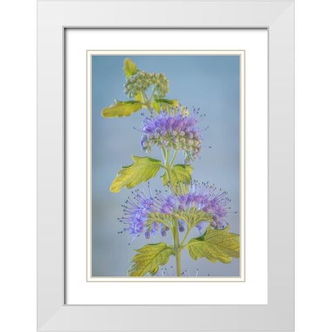 Caryopteris VI White Modern Wood Framed Art Print with Double Matting by Mahan, Kathy