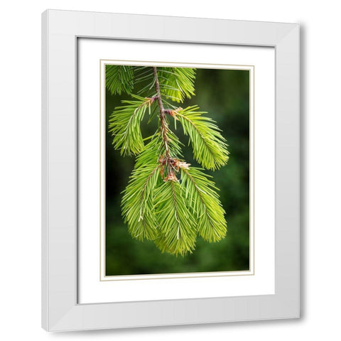 Douglas Fir Growth I White Modern Wood Framed Art Print with Double Matting by Mahan, Kathy