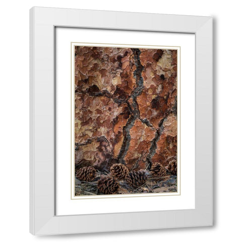 Ponderosa Pine II White Modern Wood Framed Art Print with Double Matting by Mahan, Kathy