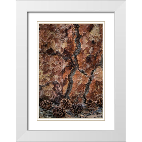 Ponderosa Pine II White Modern Wood Framed Art Print with Double Matting by Mahan, Kathy