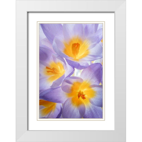 Crocus Blooms II White Modern Wood Framed Art Print with Double Matting by Mahan, Kathy