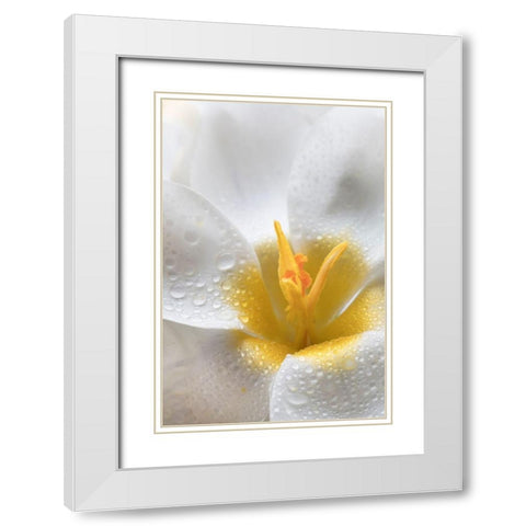 White Crocus Blossoms II White Modern Wood Framed Art Print with Double Matting by Mahan, Kathy