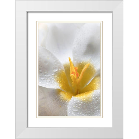 White Crocus Blossoms II White Modern Wood Framed Art Print with Double Matting by Mahan, Kathy