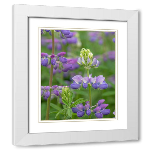 Lupine Blossoms I White Modern Wood Framed Art Print with Double Matting by Mahan, Kathy