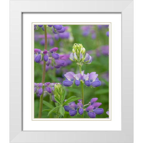 Lupine Blossoms I White Modern Wood Framed Art Print with Double Matting by Mahan, Kathy
