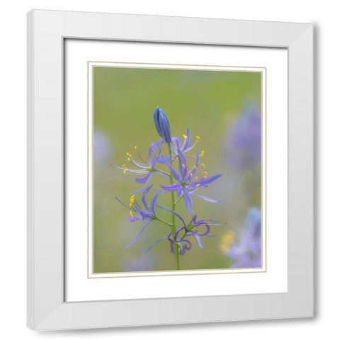 Camas Blossoms White Modern Wood Framed Art Print with Double Matting by Mahan, Kathy