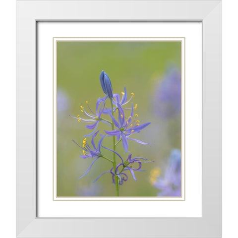 Camas Blossoms White Modern Wood Framed Art Print with Double Matting by Mahan, Kathy