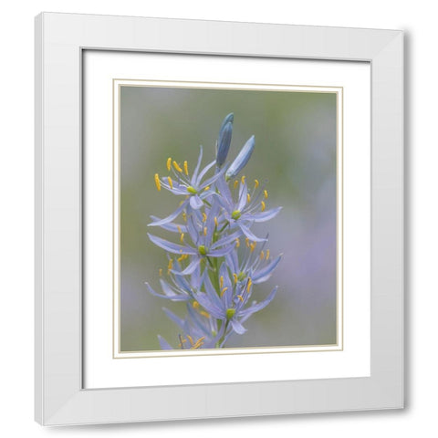 Camas Blossoms II White Modern Wood Framed Art Print with Double Matting by Mahan, Kathy