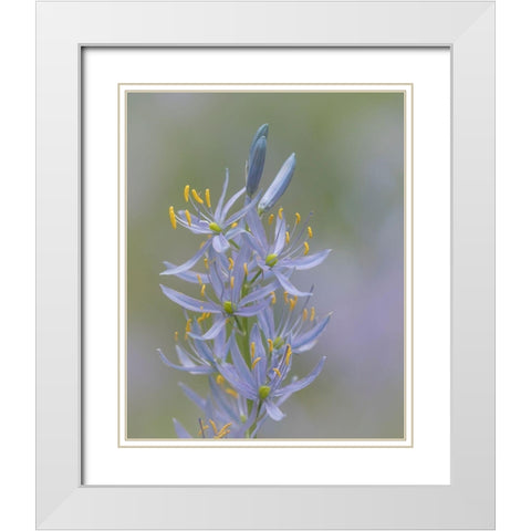 Camas Blossoms II White Modern Wood Framed Art Print with Double Matting by Mahan, Kathy