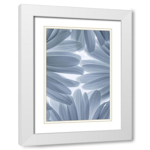 Shasta Daisies II White Modern Wood Framed Art Print with Double Matting by Mahan, Kathy