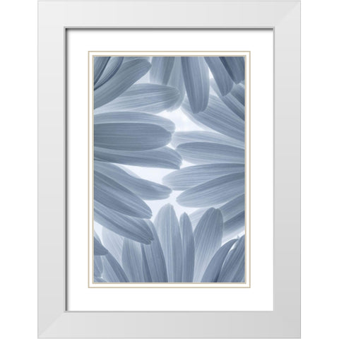 Shasta Daisies II White Modern Wood Framed Art Print with Double Matting by Mahan, Kathy