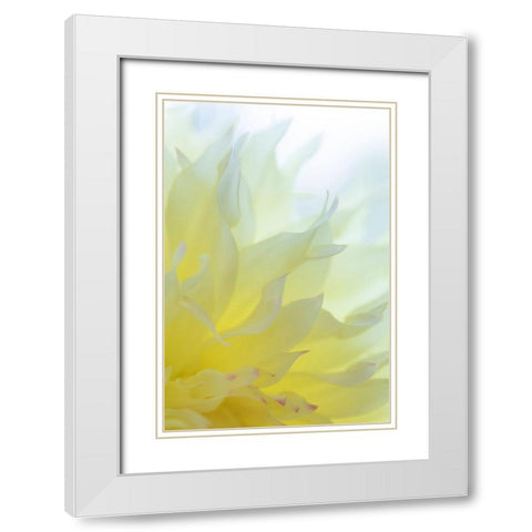 Dahlia Blossom I White Modern Wood Framed Art Print with Double Matting by Mahan, Kathy