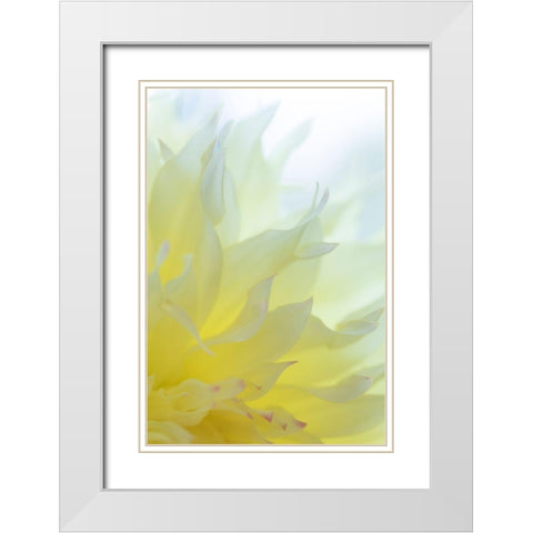 Dahlia Blossom I White Modern Wood Framed Art Print with Double Matting by Mahan, Kathy
