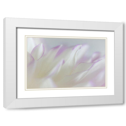 Dahlia Petals I White Modern Wood Framed Art Print with Double Matting by Mahan, Kathy