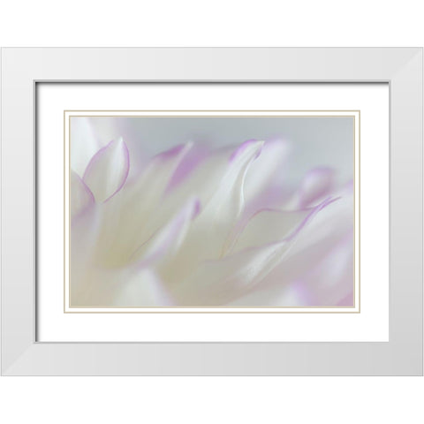 Dahlia Petals I White Modern Wood Framed Art Print with Double Matting by Mahan, Kathy