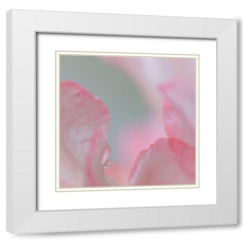 Rhododendron Blossom I White Modern Wood Framed Art Print with Double Matting by Mahan, Kathy