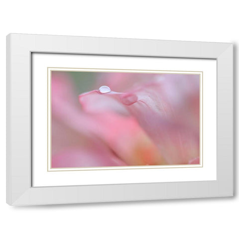 Rhododendron Blossom IV White Modern Wood Framed Art Print with Double Matting by Mahan, Kathy