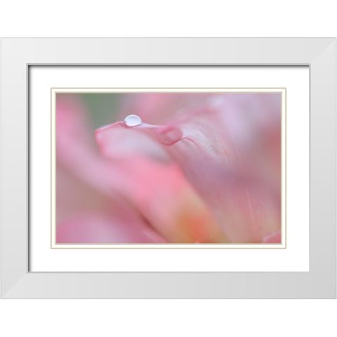 Rhododendron Blossom IV White Modern Wood Framed Art Print with Double Matting by Mahan, Kathy