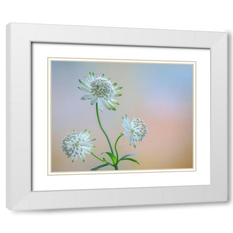 Astrantia Blossoms I White Modern Wood Framed Art Print with Double Matting by Mahan, Kathy