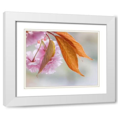 Pink Cherry Blossoms II White Modern Wood Framed Art Print with Double Matting by Mahan, Kathy